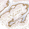//inrorwxhrkinln5q-static.micyjz.com/cloud/liBpjKnjlkSRqippprqoip/7c0f18dde47f0904b873f58a67caa148-60-60.jpg