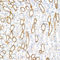 //inrorwxhrkinln5q-static.micyjz.com/cloud/ljBpjKnjlkSRqippojkiiq/0ca5770f2df8ff340f7d9d505109b1a1-60-60.jpg