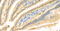 //inrorwxhrkinln5q-static.micyjz.com/cloud/ljBpjKnjlkSRqiqpinoiiq/1600756328078847183-60-60.jpg