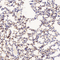 //inrorwxhrkinln5q-static.micyjz.com/cloud/ljBpjKnjlkSRqiqpooqlip/81b60d01c1ab97af1a27719d20e98839-60-60.jpg