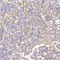 //inrorwxhrkinln5q-static.micyjz.com/cloud/ljBpjKnjlkSRqiqpqpjoip/81d276c505d5f391bd4a215901e002ed-60-60.jpg