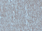 //inrorwxhrkinln5q-static.micyjz.com/cloud/lkBpjKnjlkSRqippnknriq/354cdc18043da2c9a55a750297b4c2a3-60-60.png