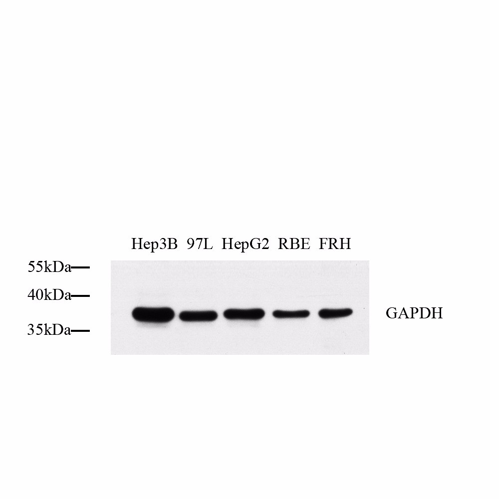 Anti -GAPDH Rabbit PAb Western Blot Loading Control Primary Antibody