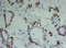 //inrorwxhrkinln5q-static.micyjz.com/cloud/llBpjKnjlkSRqippnkkkiq/43117976d601e9b419a60e206ef98189-60-60.png