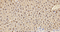//inrorwxhrkinln5q-static.micyjz.com/cloud/llBpjKnjlkSRqiqplknkiq/1595308346470339803-2x-60-60.jpg