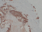 //inrorwxhrkinln5q-static.micyjz.com/cloud/lnBpjKnjlkSRqipplkojiq/30d54073c5b628ca5d34f385ed9bba35-60-60.png