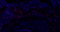 //inrorwxhrkinln5q-static.micyjz.com/cloud/lnBpjKnjlkSRqiqpkkqkiq/1594975020469356316-H-feiai-IF-CD8B-5968-1-400-1-1200_24-6x-60-60.jpg