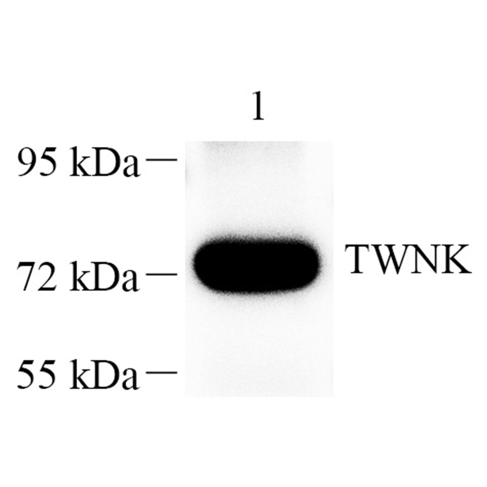 Anti -Twinkle Rabbit pAb for WB IHC IF primary antibody