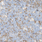 //inrorwxhrkinln5q-static.micyjz.com/cloud/loBpjKnjlkSRqippnjkoiq/1611365430831031935-60-60.jpg