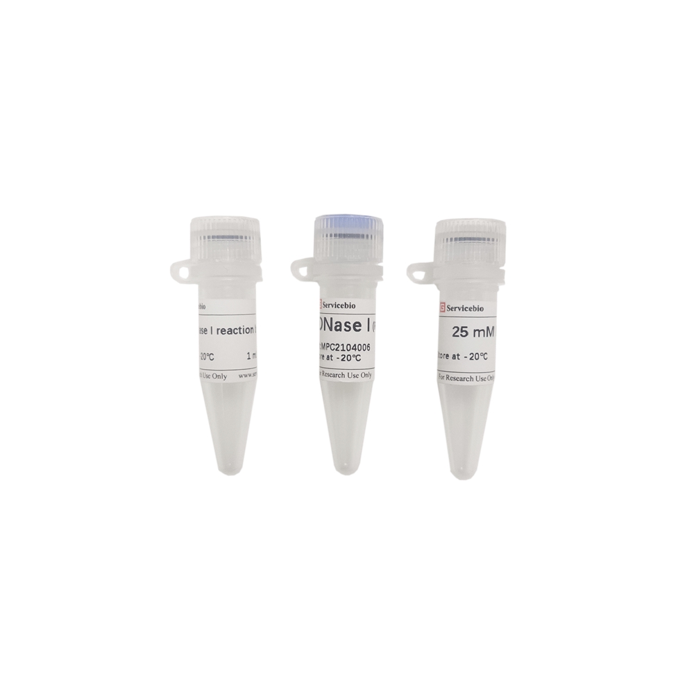 dnase rnase protease experiment