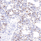 //inrorwxhrkinln5q-static.micyjz.com/cloud/lpBpjKnjlkSRqippjjlrio/7086f67377e965074c8097b2c0e86163-60-60.jpg
