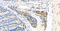 //inrorwxhrkinln5q-static.micyjz.com/cloud/lpBpjKnjlkSRqiqpknmjiq/1600764141614796660-60-60.jpg
