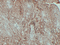 //inrorwxhrkinln5q-static.micyjz.com/cloud/lqBpjKnjlkSRqiipqrmpiq/GB14012-60-60.png