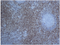 //inrorwxhrkinln5q-static.micyjz.com/cloud/lqBpjKnjlkSRqippjkpliq/9814ad6e1e28e66a00989b105483196b-60-60.png