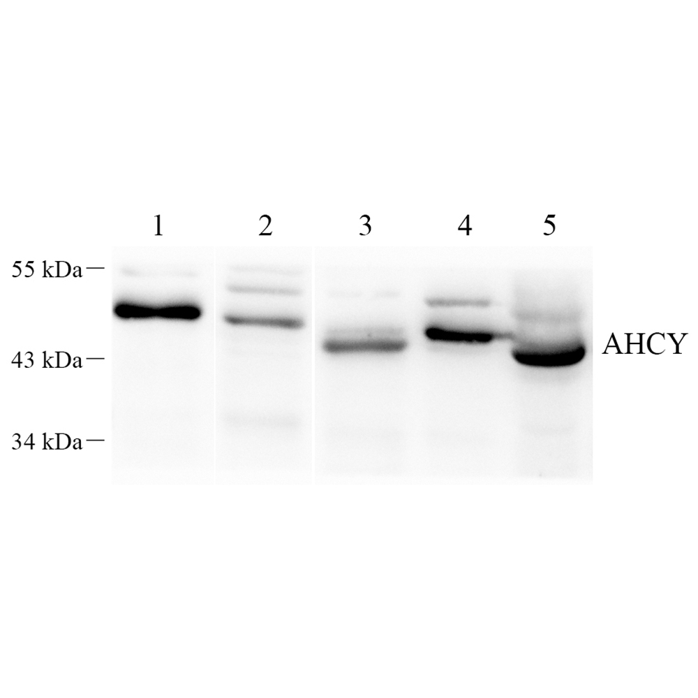 GB112029 Anti -SAHH AdoHcyase CUBP Ahcy Rabbit Polyclonal Antibody for WB