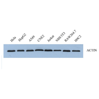 Anti -beta Actin Rabbit PAb loading control antibody for WB